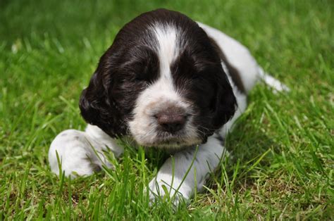 English Springer Spaniel Breed Guide Learn About The
