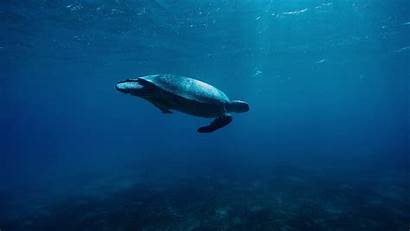 4k Turtle Underwater Wallpapers Animals Sea Ocean