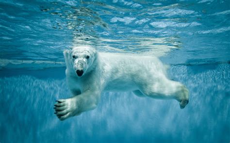 Foto Tiere Eisbär Bären Wasser Schwimmt 3840x2400