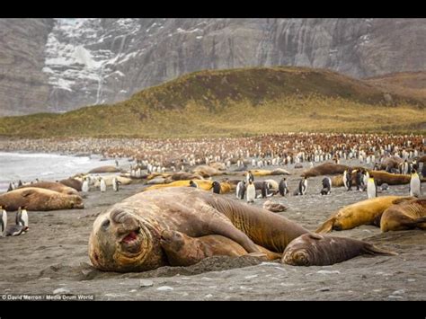 ¿quieres ver vídeos de elefantes? ¡De temer! Elefante marino de 4 toneladas en etapa de apareamiento | Foto 6 de 6 | Otras ...