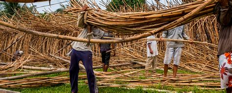 Inilah Ragam Manfaat Rotan Agrozine