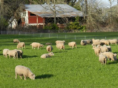 Sheep At Wattenpaugh Farm Farmland Lpfarmland Lp