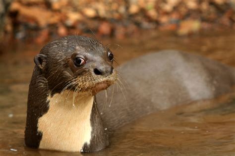 This south american otter is the world's largest, at some 6 feet long. Things You Didn't Know About Guyana's Giant River Otter ...