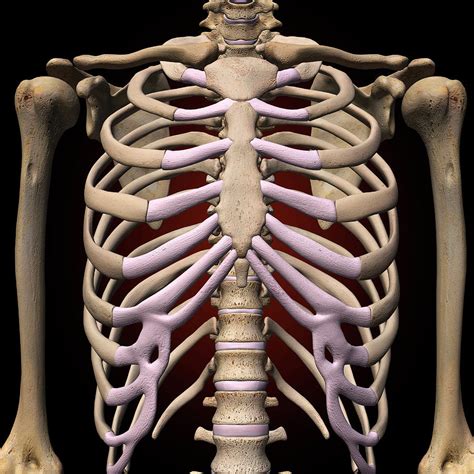 Are The Kidneys Located Inside Of The Rib Cage Thorax Anatomy Wall Images And Photos Finder