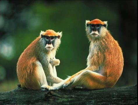 Monkey Patas Monkey Primates Animals