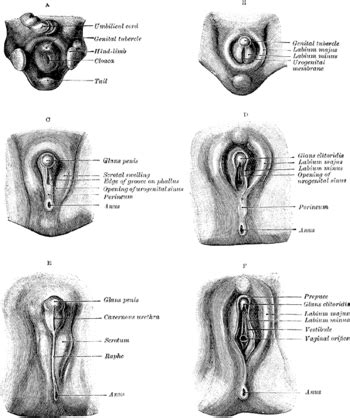 This article explores the male and female reproductive parts of a flower as well as the process flowers use to reproduce. List of related male and female reproductive organs ...