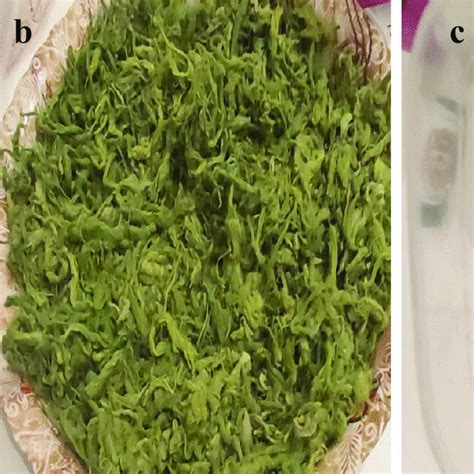 Sem Image Of Pithophora Algae Before Biosorption A And Pithophora