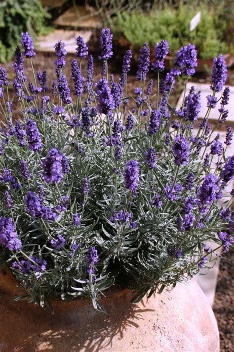 Buy Hidcote Blue English Lavender Plants Free Shipping Gallon