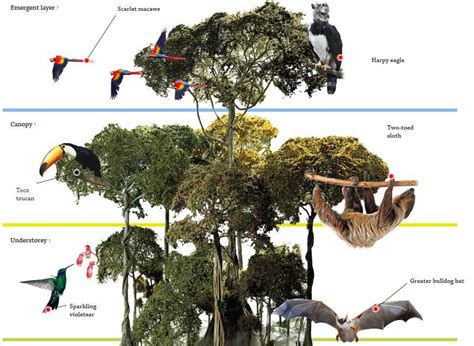 What Animals Live In The Canopy Rainforest | RAINFOREST ANIMAL