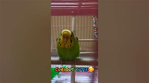 Budgie Shades Will Make You Laugh Cute Budgie Shorts Youtube