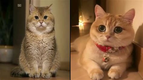 Gambar kucing lucu dan imut di dunia. Kucing lucu dan imut 😻😹 - YouTube