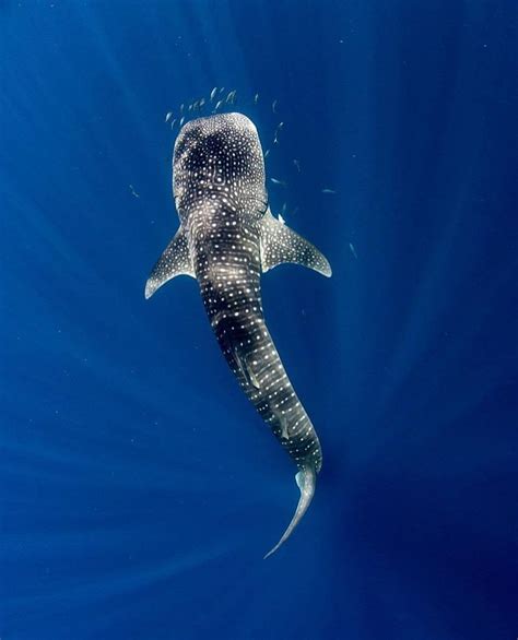 Whale Sharks Are So Majestic Underwater Creatures Ocean Creatures