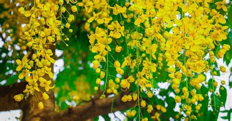 Kanikonna Malayalam Kanikonna The Golden Flower Tree Of Vishu