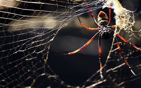 Try duo for web try duo webs, Spiders, Web, Spider Wallpapers HD / Desktop and ...