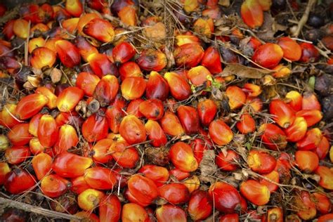 Crude palm oil (cpo) 1. Restriction on palm oil- related products may impact ...