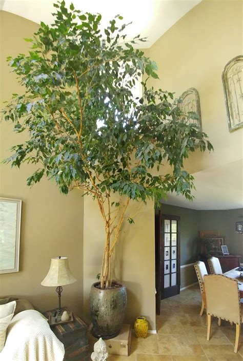 Indoor Tree Ficus Home In 2019 Ficus Tree Indoor Indoor