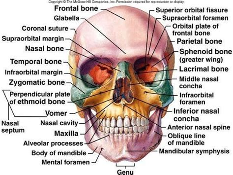 It also makes more sense when you think about it, because i don't see how our bones could somehow increase in number when we. Pin by Wichuda Fangmuangkhuk on Anatomy | Human anatomy and physiology, Anatomy bones, Physiology