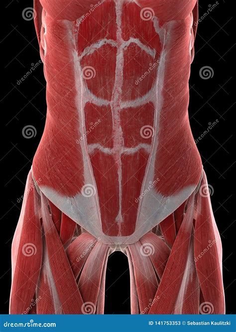 Abdominal Muscle Anatomy Male Abdomen Abdominal Anato