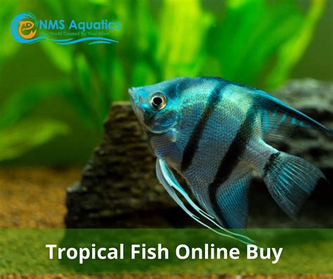 Tropical Fish Online Buy Tropical Fish Online Buy Nm Flickr