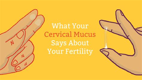 Cervical Mucus Chart Know When Youre Fertile Mama Natural