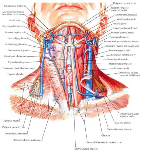 Cross Sectional Anatomy Of Neck Muscles Neck Muscle Anatomy Ct Human