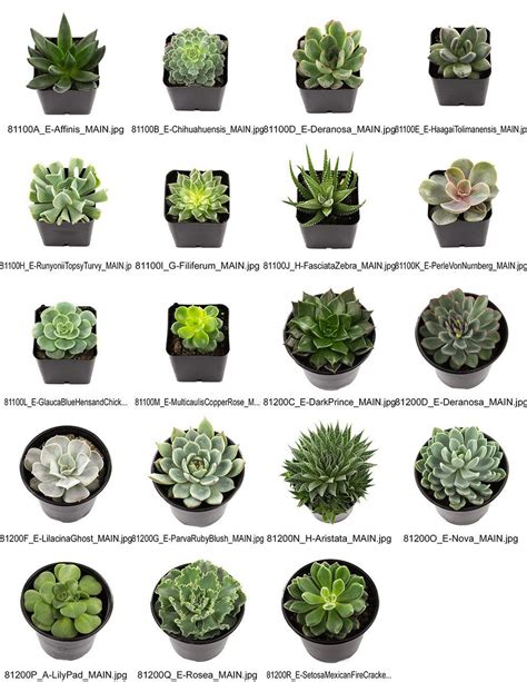 Below you'll find over 100 succulent varieties and information about their specific care needs. 2.25 | Indoor succulent planter, Succulents garden ...