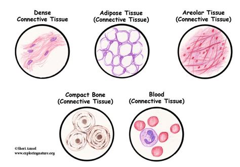Comparing Tissues - Epithelium, Muscle, Connective Tissue and Nervous
