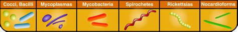 Basic Bacteriology: Pathogenic Sub-Type