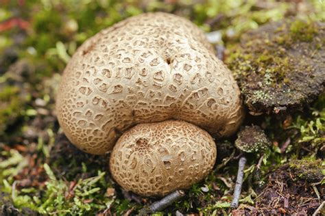 Magic Mushrooms Found In Ohio All Mushroom Info