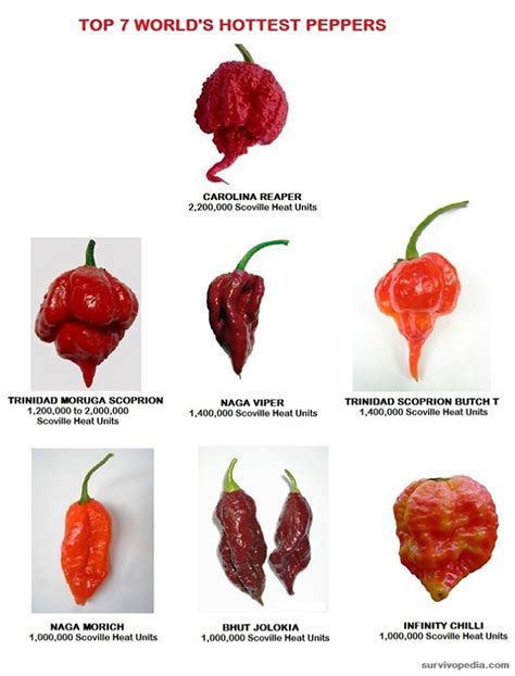 Gardening tips, expert advice on growing chile peppers, jalapenos, ghost peppers, habaneros and more. How To Grow Peppers Indoors | Survivopedia