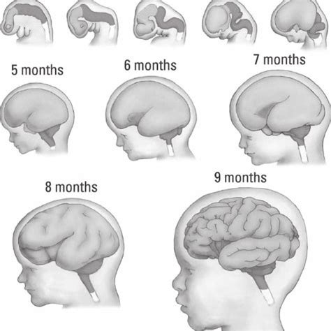 Prenatal Development Of The Human Brain Showing A Series Of Embryonic Download Scientific