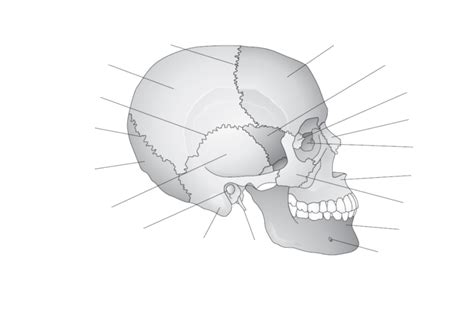Skull Bone Quiz Diagram Quizlet