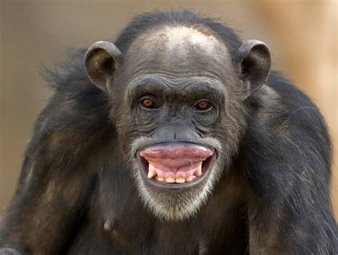 5500 Monkey Chimpanzee Ape Smiling Stock Photos Pictures And Royalty