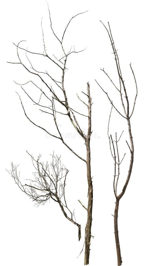 Cut Out Dead Tree Branches Stock Image Image Of Twig Landscaping