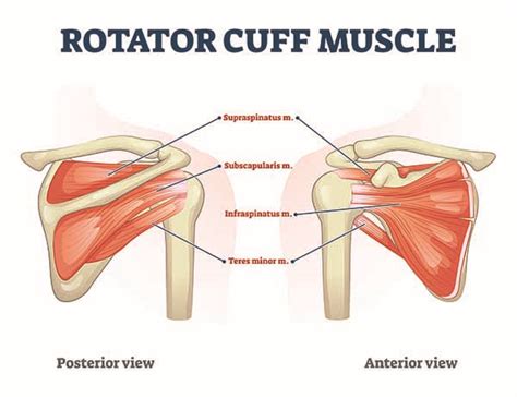 What To Know About Rotator Cuff Injuries And Repair Trihealth