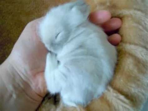 Check spelling or type a new query. Teddyzwerg Kaninchen Baby schläft und knirscht zufrieden ...