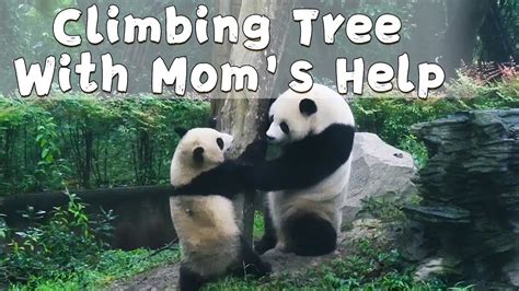 Panda Mom Teaches Baby To Climb Tree Ipanda Youtube