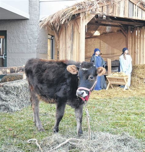 — authorities discovered a camel, a cow and a donkey roaming together along a kansas road in a grouping reminiscent of a midwestern this story has been shared 61,103 times. Celebrating the Christmas story with live nativity at ...