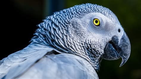 African Gray Parrot · Free Stock Photo
