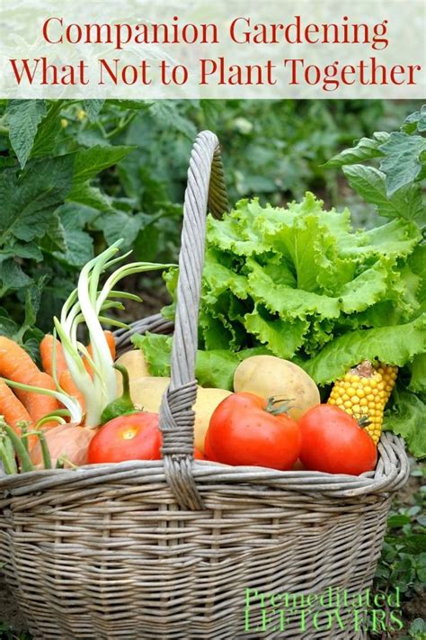 Flowers not to plant with vegetables. Companion Gardening: What Not to Plant Together | Gardens ...