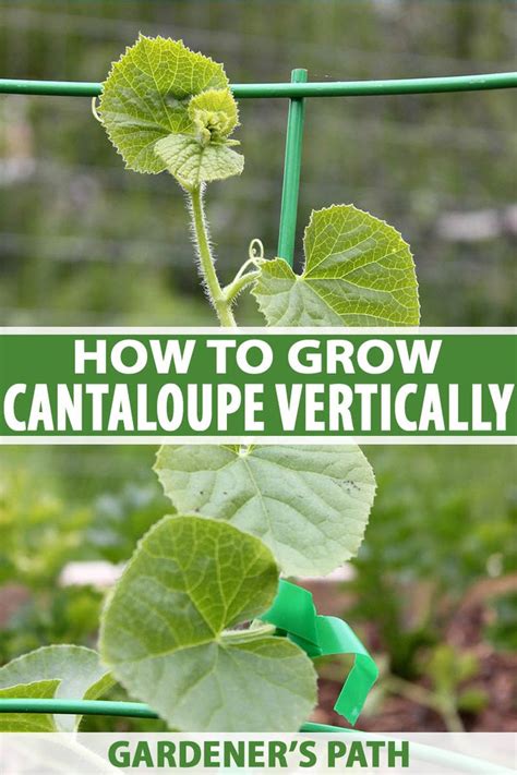 Cantaloupes are grown from seeds and need just the right conditions to produce the sweetest, highest quality fruit. How to Grow Cantaloupe Vertically on a Trellis | Gardener ...