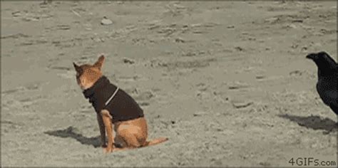 All this time, and how excited i am. 02/26/13 ~ I Love Funny Animal - Sweet Funny Animal Photo ...