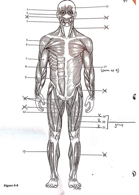 Human Muscles Anterior View Diagram Quizlet