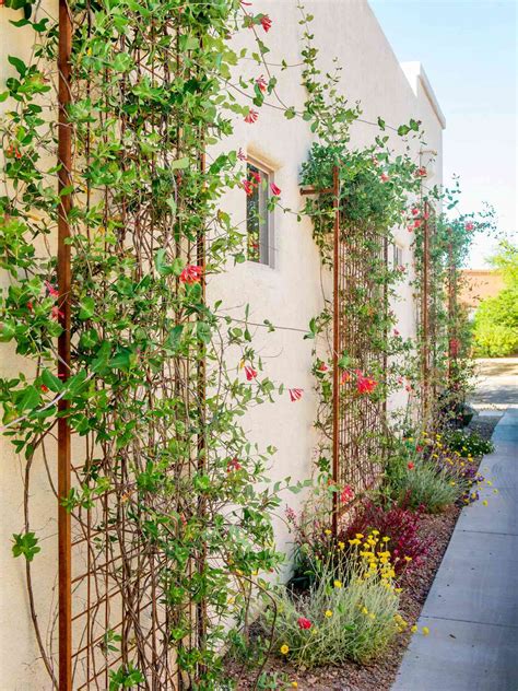18 Wall Trellis Ideas For A Gorgeous Display Of Flowering Vines