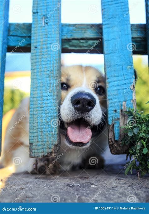 Funny Puppy Red The Corgi Dogs Curiously Stuck Their Snout And Paws