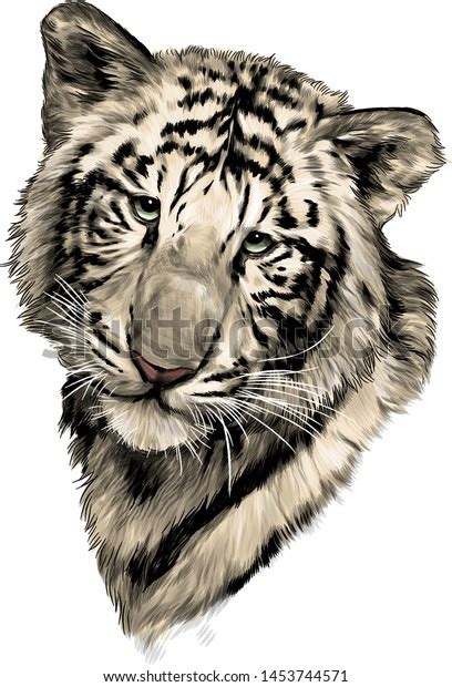 Tiger Face Sketch Vector Graphic Color Stock Vector Royalty Free