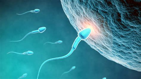 ilustrasi sperma and ovum