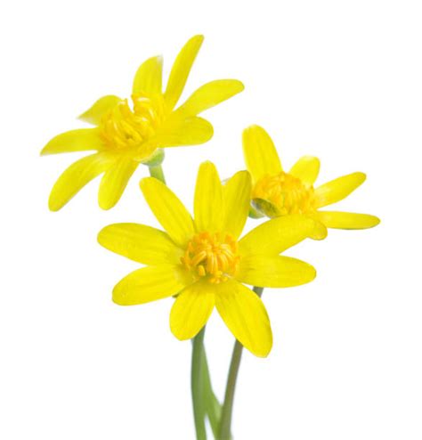 Kingcup Flower Stock Photos Pictures And Royalty Free Images Istock