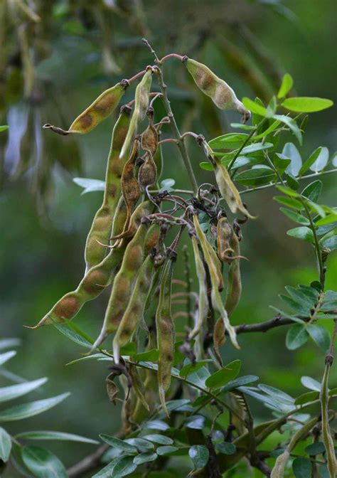 Flora Of Zimbabwe Species Information Individual Images Mundulea Sericea