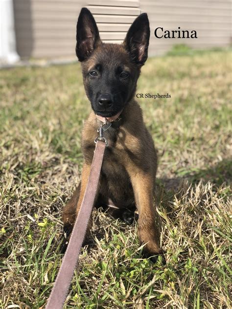 And although we are primarily known as west coast belgian malinois breeders that provide quality belgian malinois puppies for sale in. Belgian Shepherd Dog (Malinois) Puppies For Sale | Punta ...